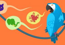 Download – Yoast SEO Multilingual v1.0.1